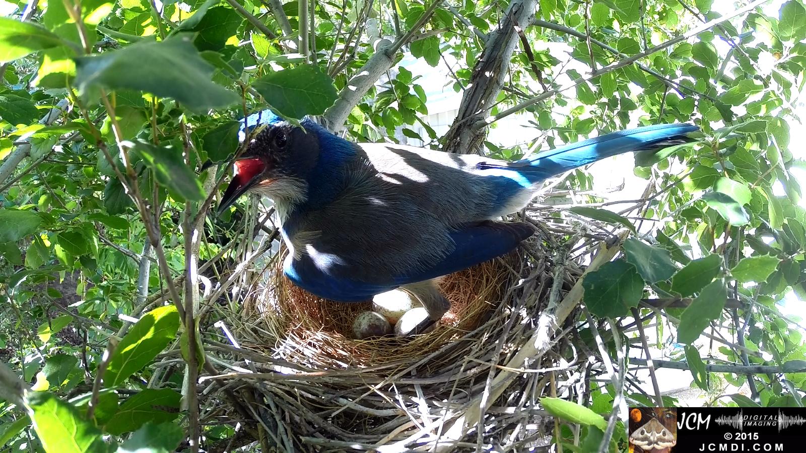 Scrub jay Standing on nest panting santa clarita jcmdi.com